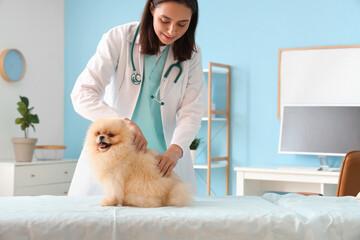 Female veterinarian examining cute Pomeranian dog in clinic - obrazy, fototapety, plakaty