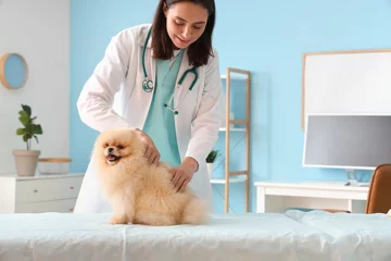 Gordijnen Female veterinarian examining cute Pomeranian dog in clinic © Pixel-Shot