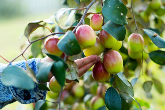 Jujube fruits improve immunity, digestion, brain function, and sleep quality