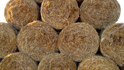 Many twisted dry wheat straw in roll bales on field during sunset sunrise. Large bales straw after harvest twisted into rolls on field. Rural sunny landscape, countryside scenery. Aerial drone view,