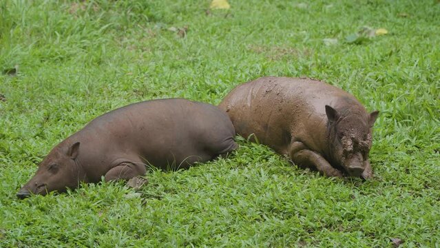 Indonesian deer boar sunbathing on the grass