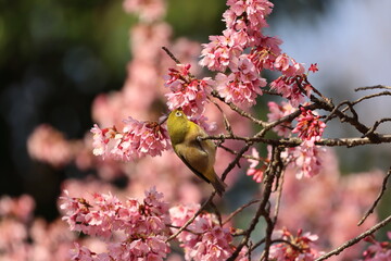 Early blooming cherry blossom named Okame