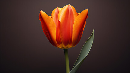 A  single orange  tulip on black 