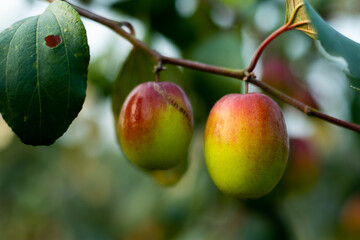 Jujube contains potassium, phosphorus, manganese, calcium as the major minerals