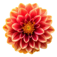 dahlia flower red-yellow. isolated on transparent background With clipping path.3d render. Close-up. Nature