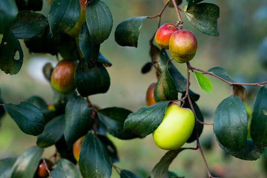 The Jujube or the Ber Zizyphus mauritiana is a very old fruit of India and China