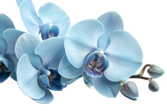 Cyan color orchid isolated on transparent background With clipping path.3d render