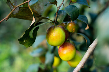 Ber or jujube, Indian plum, also known as jujube or apple ber - obrazy, fototapety, plakaty