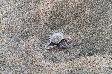 Cute sea animal baby crab