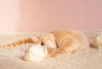 striped red cat sleeps with skeins of thread on white bed. Pet is tired of playing. Favorite pets concept.