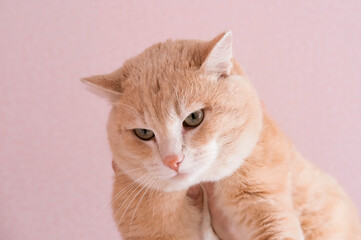 An angry sad ginger cat is unhappy that he was picked up. Favorite pets concept.