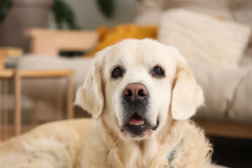 Cute Labrador dog at home, closeup