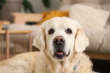 Gordijnen Cute Labrador dog at home, closeup © Pixel-Shot