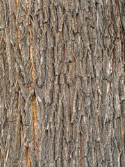 The texture of the bark of an old willow. Detailed bark texture. Natural background