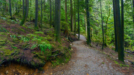 Solitude and green splendor on a BC forest trail.