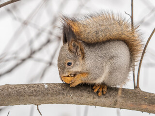 The squirrel with nut sits on tree in the winter or late autumn