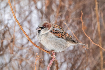 Sparrow sits on a branch without leaves.