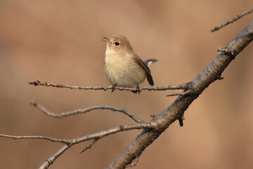 Red-breasted Flycatcher singing in a cherry tree 