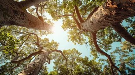 Selbstklebende Fototapeten Branches of a large baobab tree, bottom view. © Дмитрий Баронин