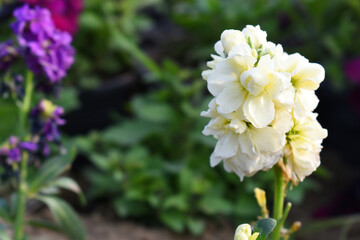 white stock flower in garden closeup shot,  Matthiola incana flower, stock flowers, cut flowers in nursery, Stock of flowers, Flower of Stock