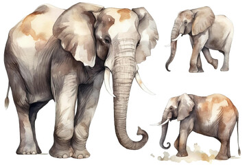 illustration set wild elephant Watercolor clipart mammal African