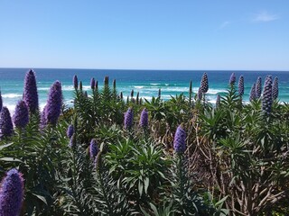 Carmel by the Sea beach view and tall purple flower spikes of Pride of Madeira or Echium candicans along Carmel Beach boardwalk, Monterey County, California, USA
