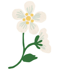 flower, strawberry blossom on transparent background