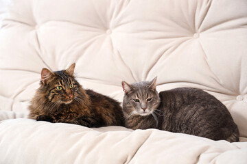 Cute cats lying on sofa at home, closeup