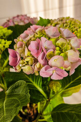 HYDRANGEA FLOWERS. Pink hydrangea flowers in close-up. Selective focus.