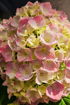 HYDRANGEA FLOWERS. Pink hydrangea flowers in close-up. Selective focus.