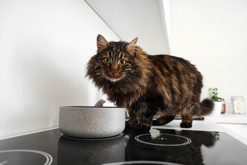 Fluffy cat near cooking pot on stove in kitchen