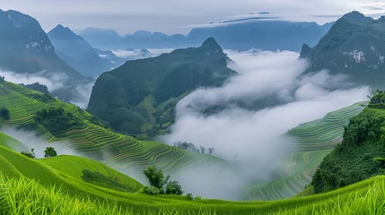 Poster Terraced rice fields are green and white, with mist rising from the mountains in the background. © Evodigger