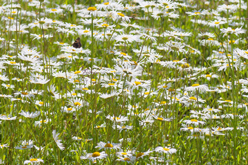 Beautiful blooming chamomile in sunny June