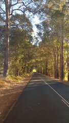 Scenic drive through the forest