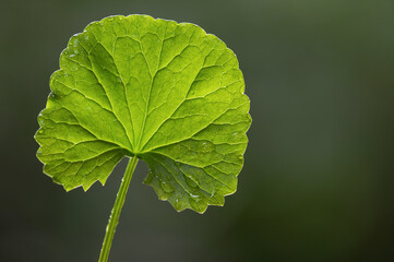 Gotu kola or centella asiatica green leaf and water drops on natural background.