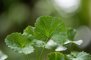 Gotu kola or centella asiatica green leaves and water drops on natural background.