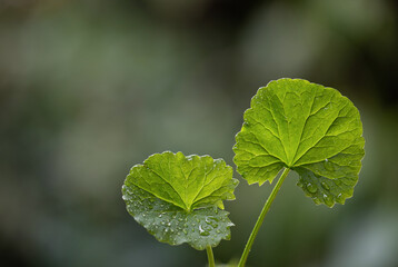 Gotu kola or centella asiatica green leaves and water drops on natural background.