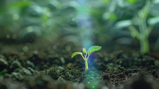 Seed germination and seedling growth time-lapse