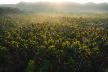 Aerial view island and coconut groves on the island in the morning