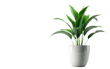 A verdant indoor plant isolated on transparent Background
