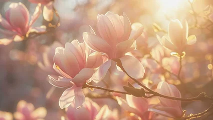 Gordijnen Delicate Pink Magnolia Blossoms Against a Serene Sky During Springtime © Olena Rudo