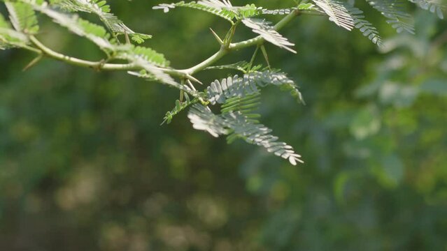 A hand-held close-up shot of an Acacia tree branch, commonly known as Babul tree in India, while it sways in wind during a sunny day