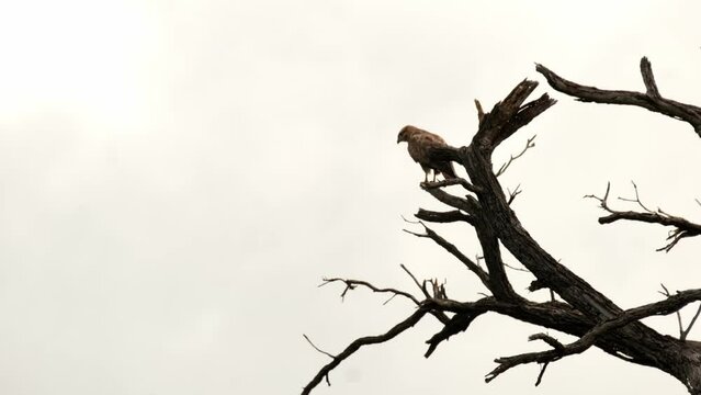 Steppe buzzard sitting in a tree
