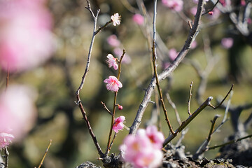 ピンクの梅の花