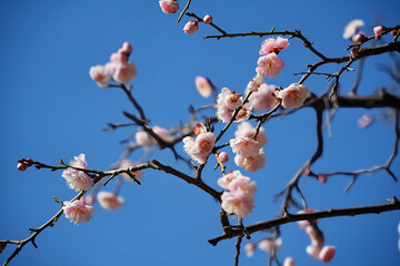 青空に映える梅の花