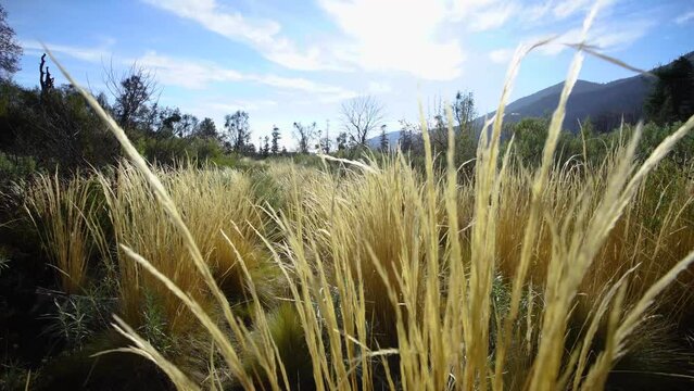 ma&ntilde;ana en el bosque con cielo azul