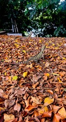 autumn leaves and water dragon - obrazy, fototapety, plakaty