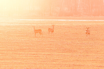 Fototapeta premium stado saren w złotym blasku zachodzącego słońca na polach