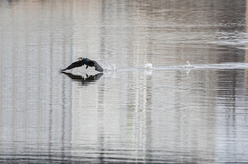 kormoran wzbijający się do lotu nad wodą