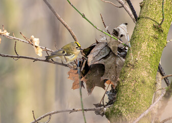 ptak mysikrólik (Regulus regulus) na drzewie